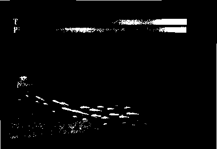 Один кадр из анимированной визуализации нестационарного многомерного поля данных с использованием глифов. Клинообразная часть глифа указывает направление векторной величины в каждой точке (перепечатано с разрешения Национального центра суперкомпьютерных приложений, Иллинойский университет в Урбана-Шампейн)
