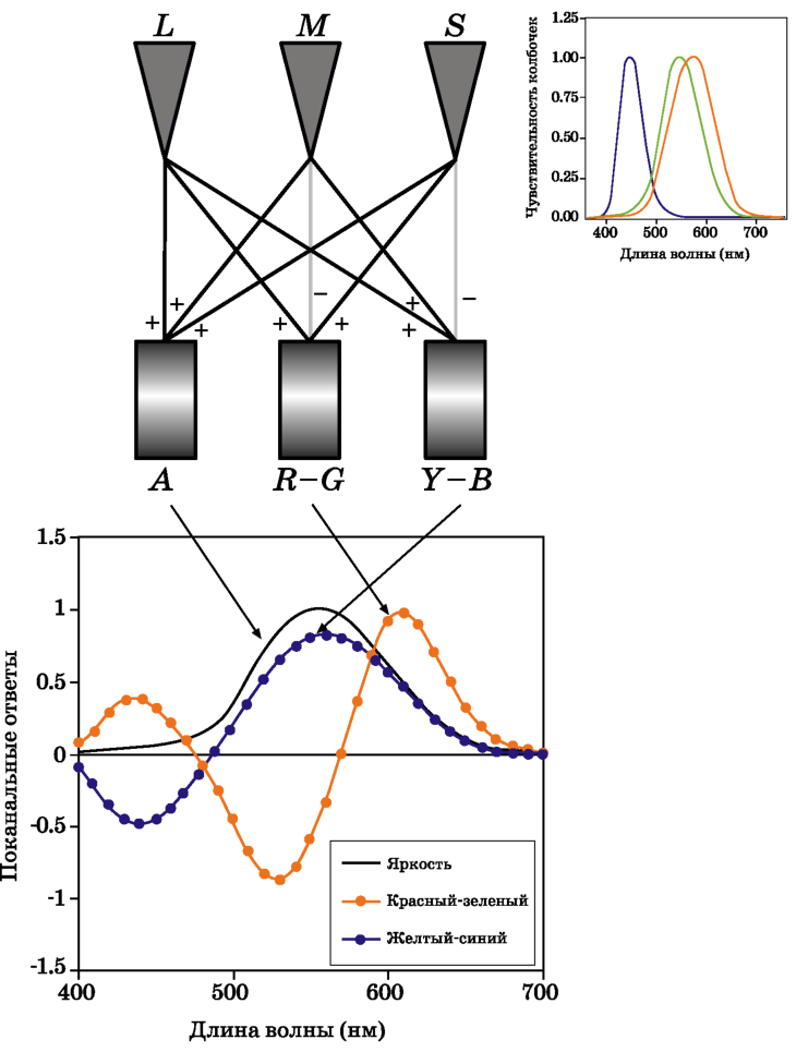 Схематическая иллюстрация кодирования колбочковых сигналов в оппонентные цветовые сигналы в зрительной системе человека.