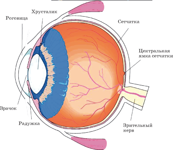 Схема устройства человеческого глаза.
