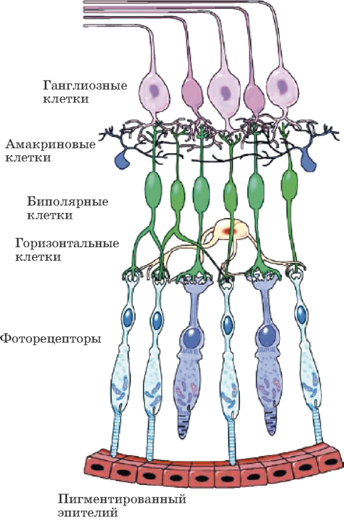 Схема «монтажа» клеток сетчатки человеческого глаза.