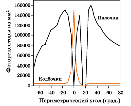 Плотность (рецепторы на кв. мм) палочковых и колбочковых фоторецепторов как функция залегания в сетчатке человека.