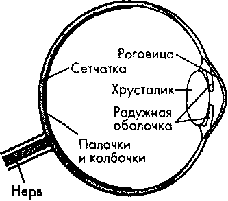 Строение глаза человека