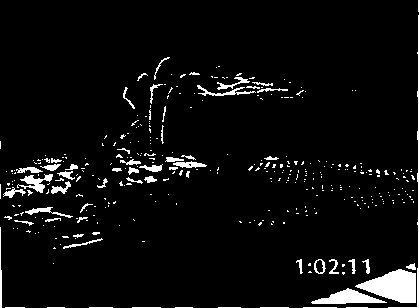 Схема потока воздуха, визуализированная с использованием линий потока и движения частиц внутри прозрачного изоповерхностного графика грозы. Поднимающиеся вверх сферические частицы изображены оранжевым, падающие - синим (перепечатано с разрешения Боба Вильгельмсона, факультет атмосферных наук, и Национального центра суперкомпьютерных приложений, Иллинойский университет в Урбана-Шампейн)