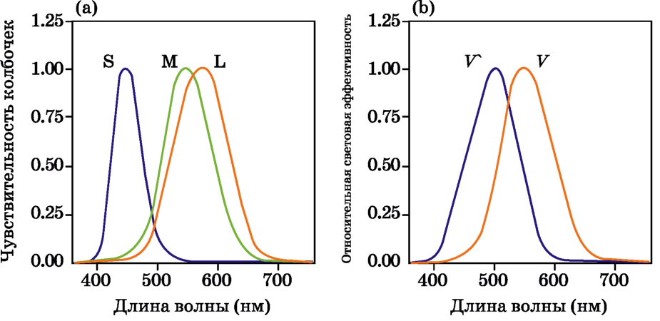 а) - нормированные спектральные чувствительности L-, M- и S-колбочек; (b) - нормированные CIE-функции спектральной световой эффективности для скотопического - F'(^) - и фотопического -F(^) - зрения.