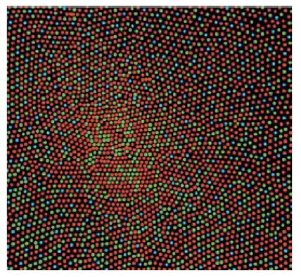 Мозаика ретинальных фоторецепторов, условно раскрашенных для демонстрации относительных пропорций залегания L-колбочек (красные), М-колбочек (зеленые) и S-колбочек (синие) в сетчатке человека. Смоделировано Вильямсом и коллегами (1991).